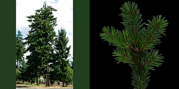 Douglas-fir